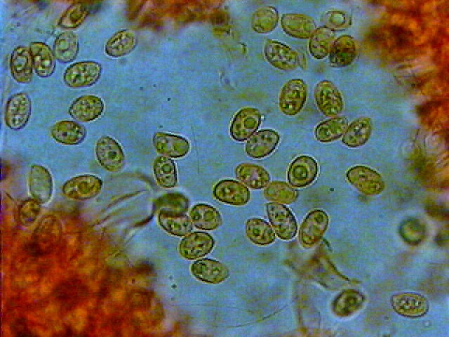 Due giorni di raccolta in 20 foto